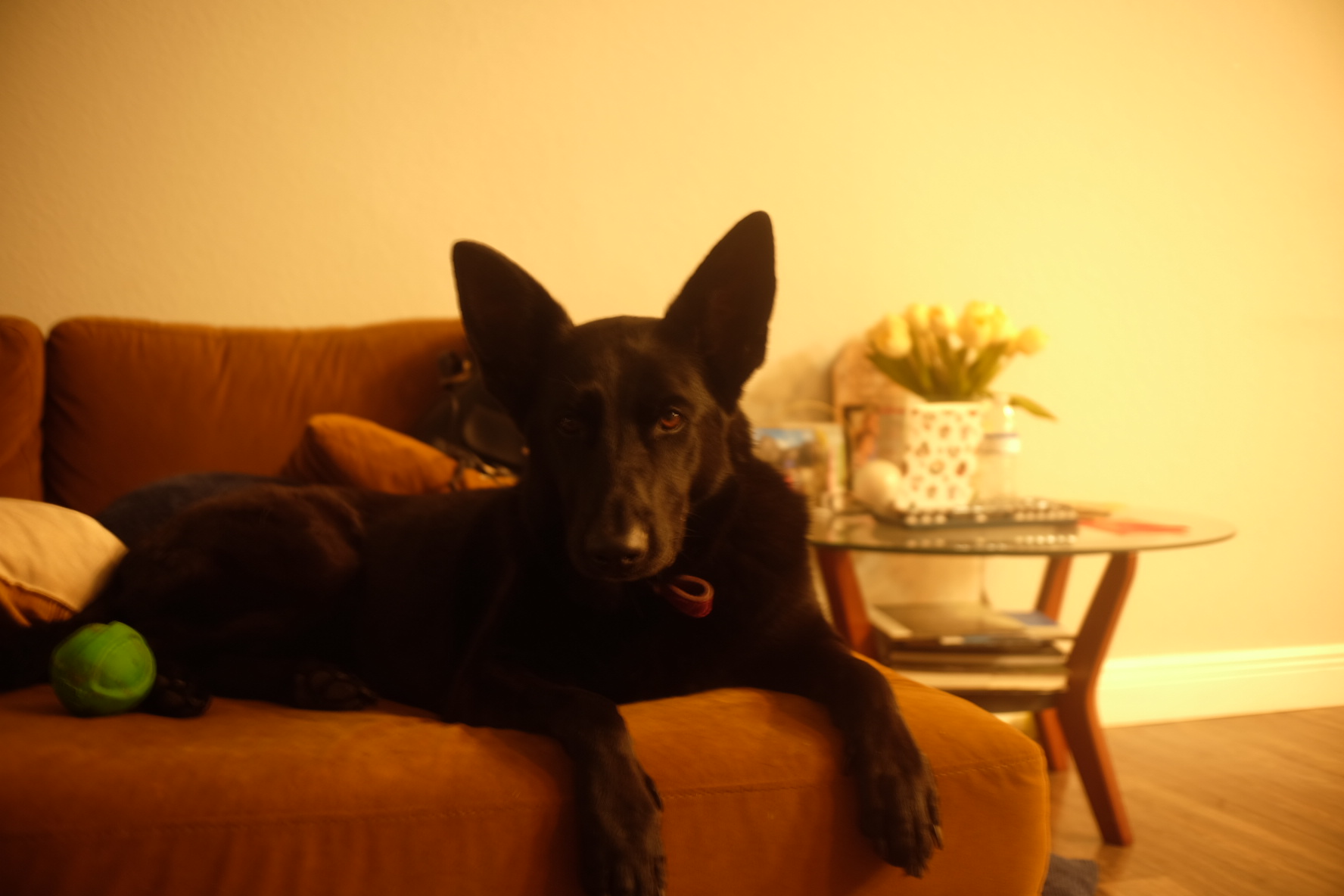 Yoru the German Shepherd relaxing